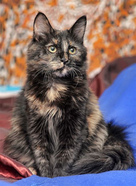 Tortoiseshell cat.